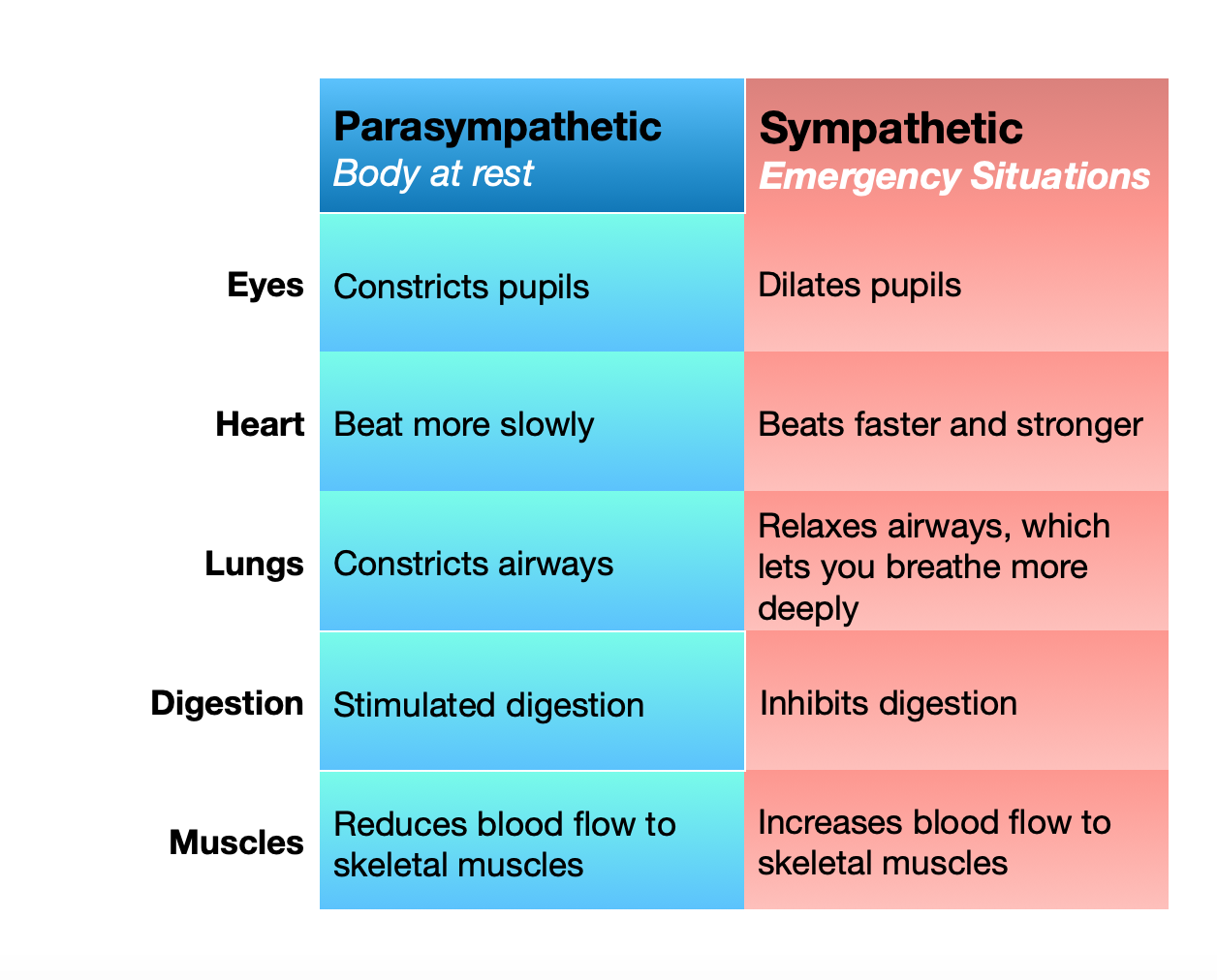 nervous_system